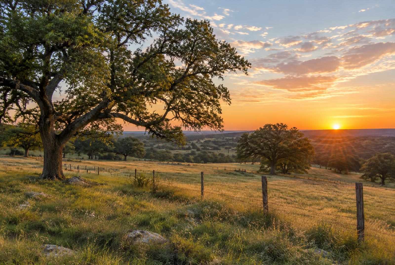 Oak trees and a pasture at sunset in Central Texas