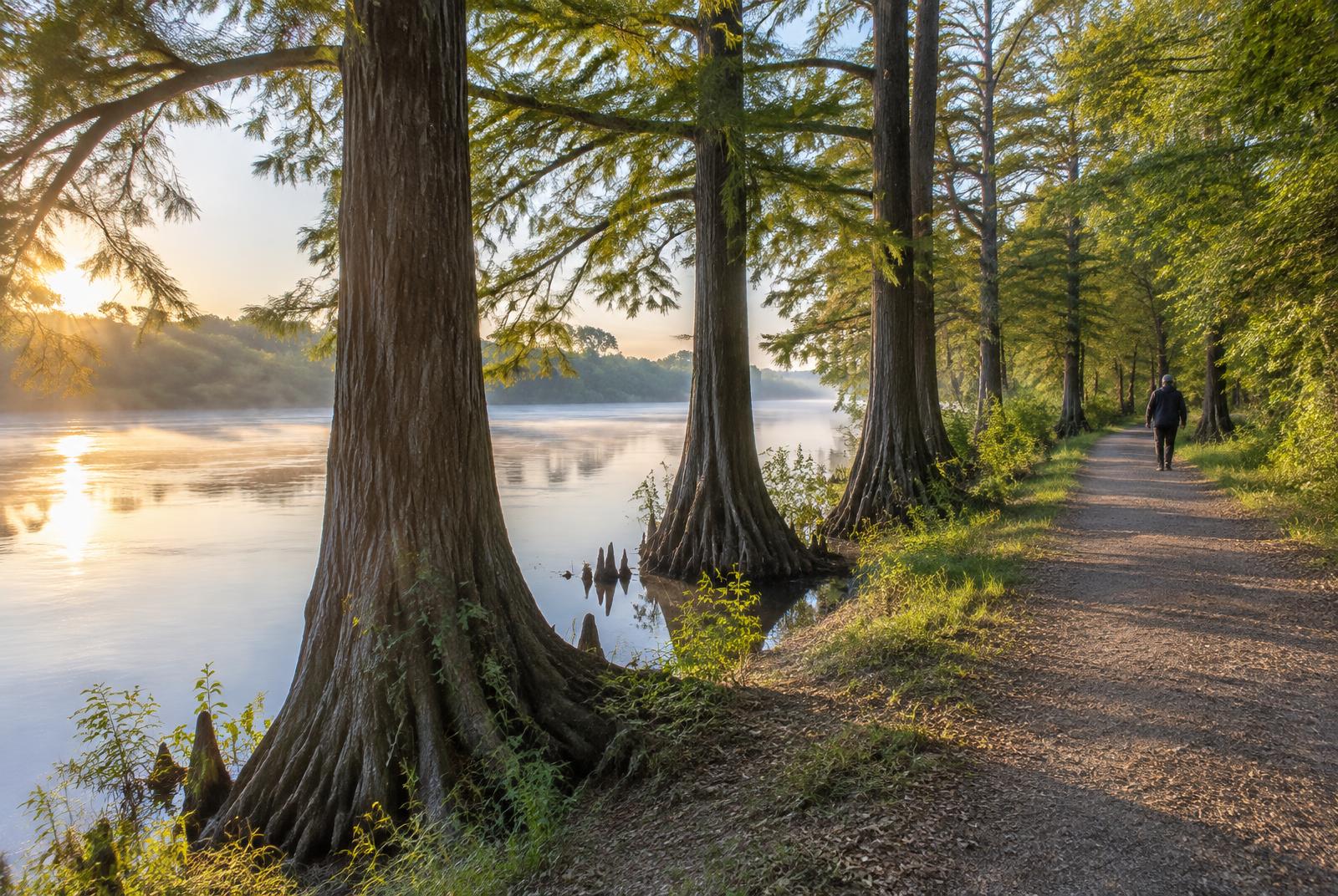 Person walking away on a cypress-lined riverside trail